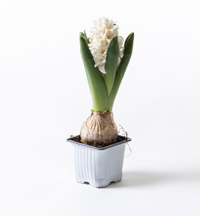 Hvit svibel Hvit svibel